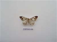 藏品(尺蛾142)的圖片